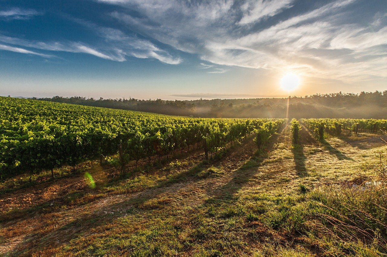 vignes pres de saint andre de cubzac